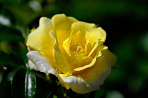 rose, yellow