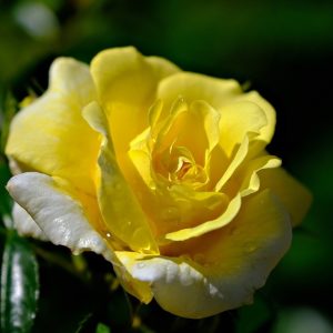 rose, yellow